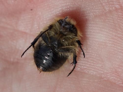 Réf. 202 679 : Tropinota hirta